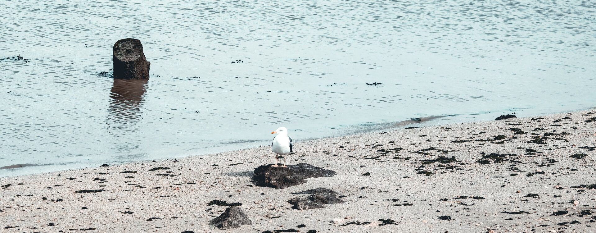 Oiseau sur une plage